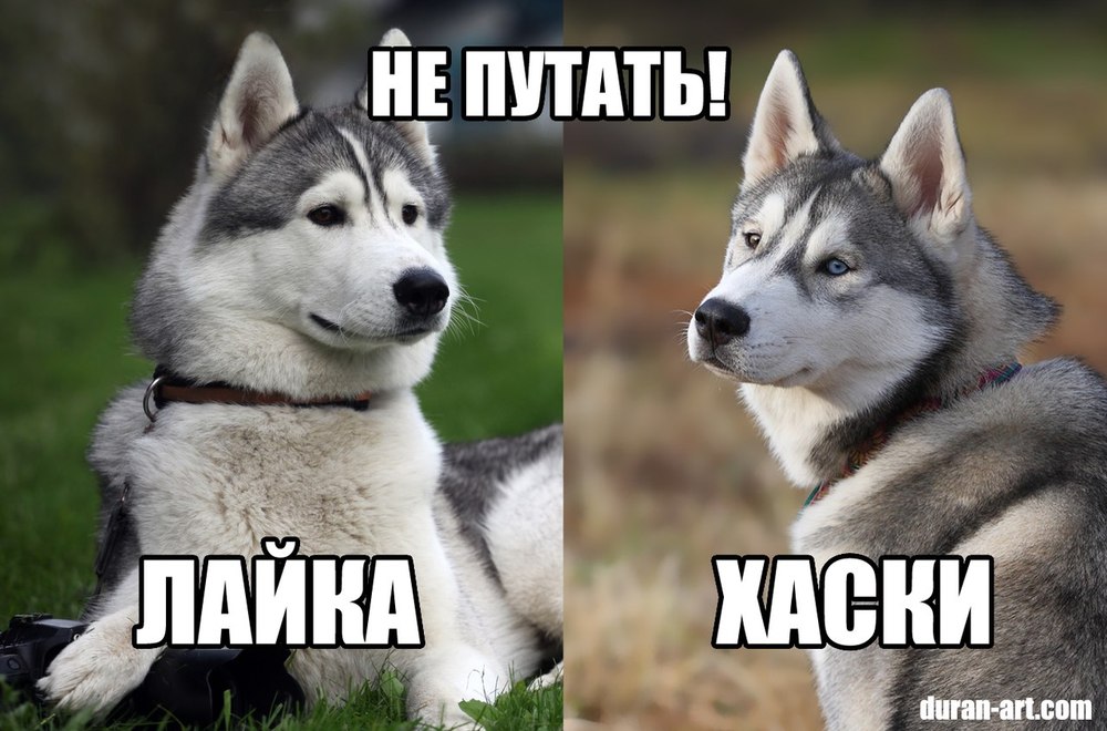 лайка картинка лайка картинка