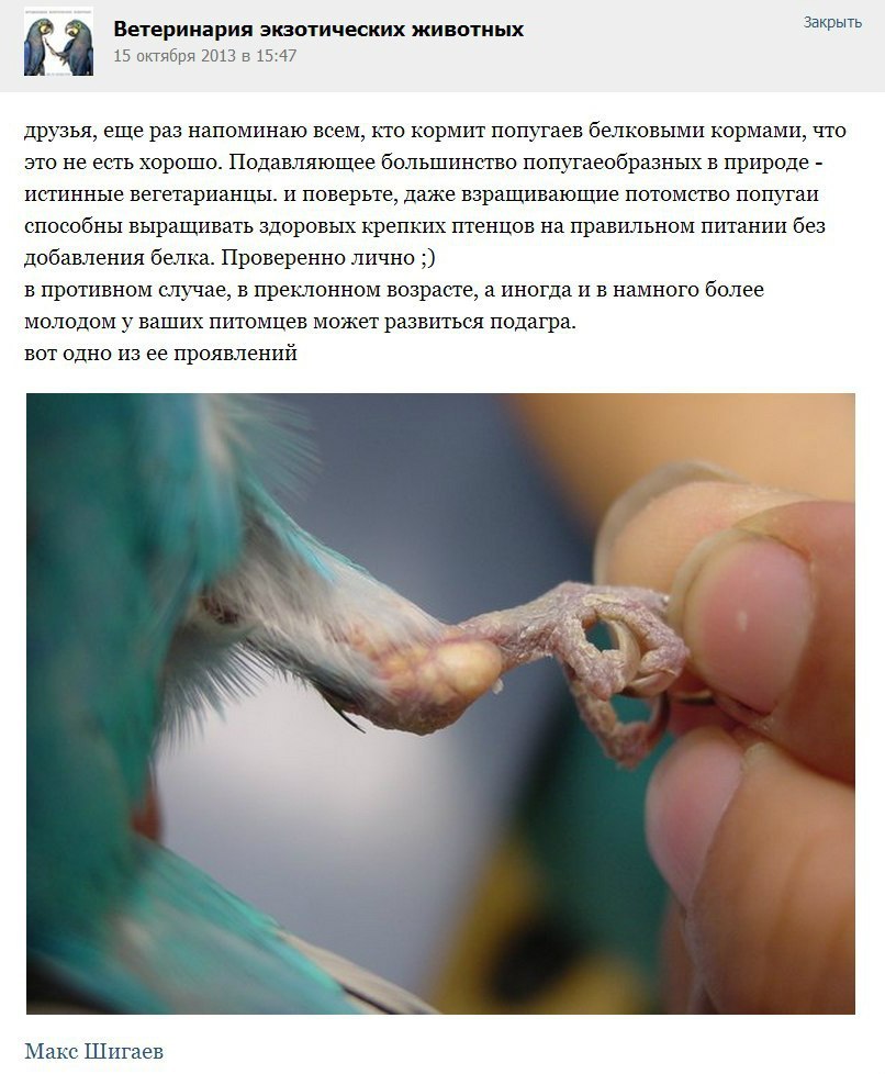 Артриты у птиц лечение Артриты у птиц лечение