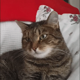 1447334740141130937.gif