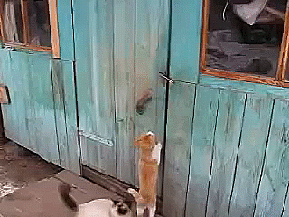 http://cs5.pikabu.ru/post_img/2014/05/09/6/1399619150_291038492.gif