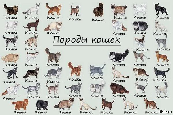 Кошка рисунок с породой Кошка рисунок с породой