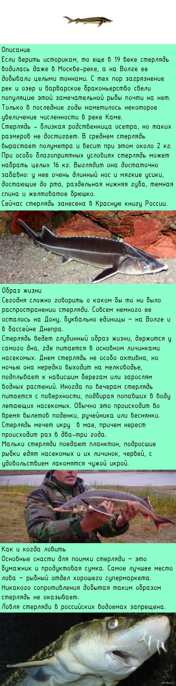 где ловить стерлядь и на что ловить где ловить стерлядь и на что ловить