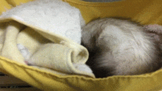 1421392278_1535574591.gif