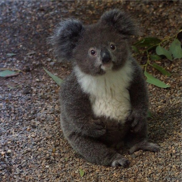 Легко ли быть на столько милым? Эта коала напомнила мне мем с тюленем. А вообще он просто чертовски милый, его зовут Арчер :) он живет в Сиднее в парке Хейердал (Featherdale Wildlife Park) коала, Австралия, зоопарк, Животные, милота