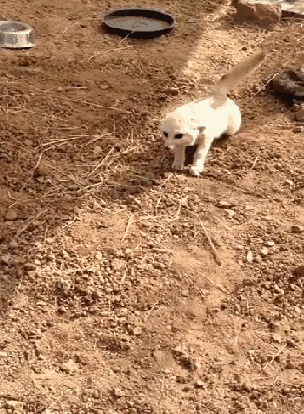 1427522988_923393560.gif