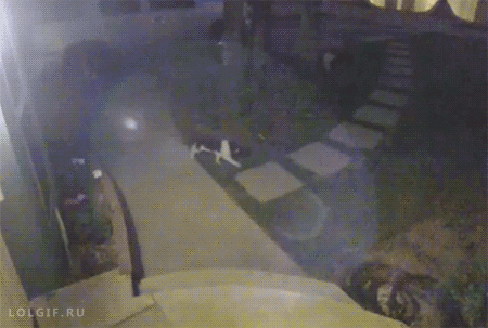 1430852305_640673102.gif