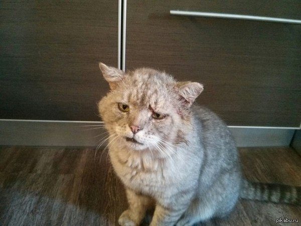 как долго кот может не приходить домой как долго кот может не приходить домой