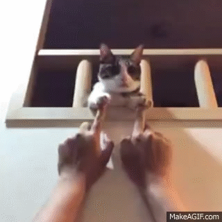 1434708940_1515600159.gif
