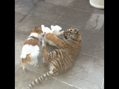 1436636029_432129242.gif