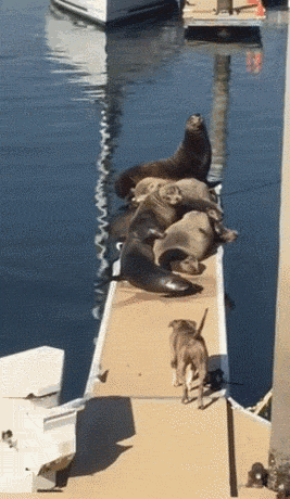 1436642861_1481275362.gif