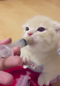 1437214496_549543048.gif