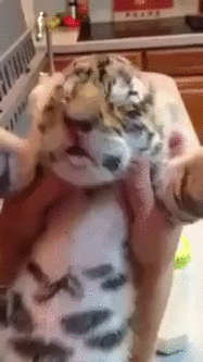 1439717970_763166964.gif