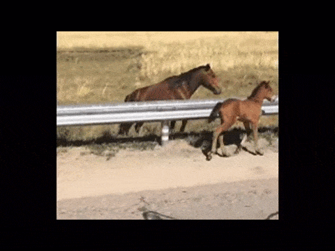 1447248917_731427211.gif