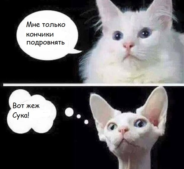 � �����������