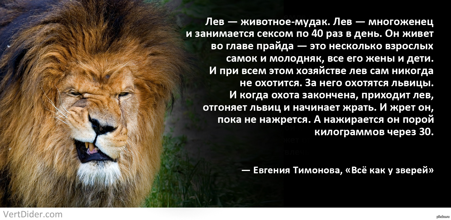 Лев И Тигр Гороскоп Мужчина