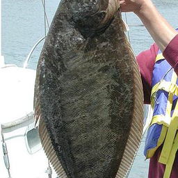 DikiyPaltus