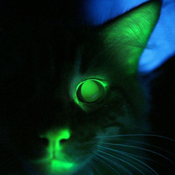 Cats glow. Светящиеся глаза кошки. Кот в темноте. Кошачьи глаза в темноте. Зеленый кот.