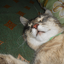 HimiCat