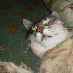 HimiCat