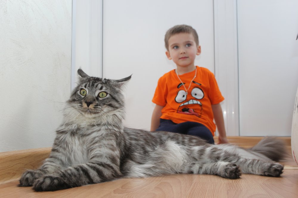 Кошки мейн кун фото с человеком