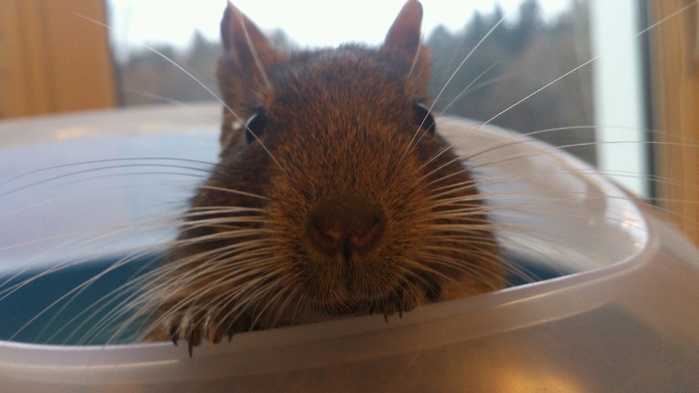 Ежики плакали, кололись, но продолжали есть кактус :) | Пикабу