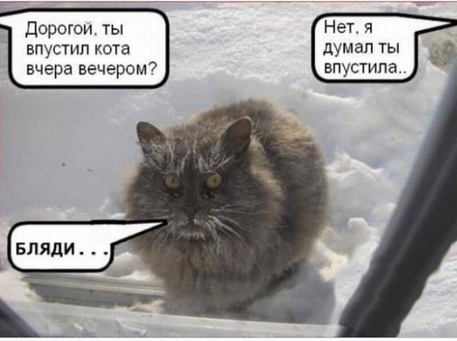 Картинки по запросу кота забыли на улице