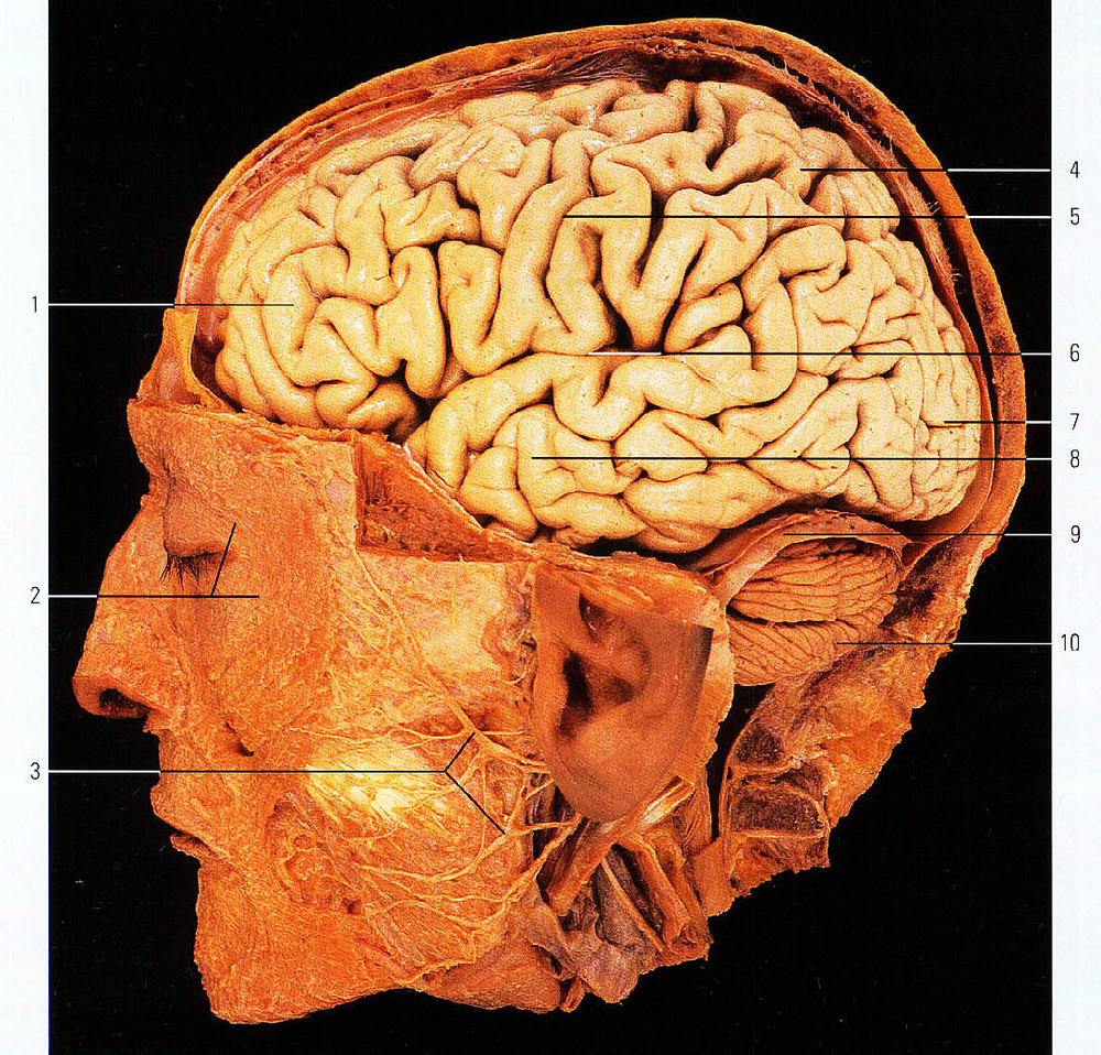 Мозг находится в голове. Головной мозг в черепной коробке.