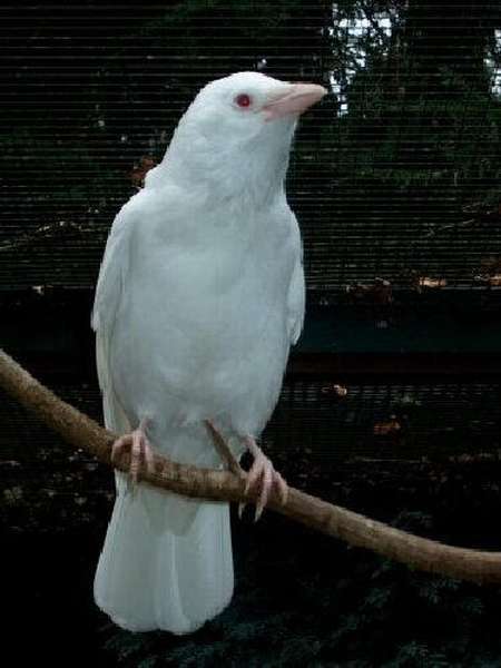 Белая Ворона Фото Птицы