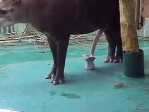Член у тапира фото, видео русское