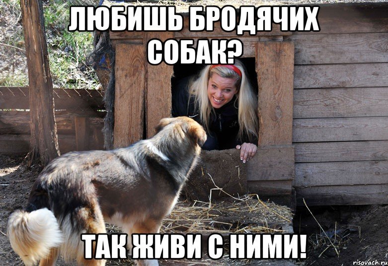 "Україна без шкуродерів", - активісти пікетують Шевченківський райсуд Києва з вимогою притягнути до відповідальності догхантера Святогора - Цензор.НЕТ 4756
