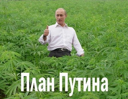 Путин конопля семена конопляные оптом
