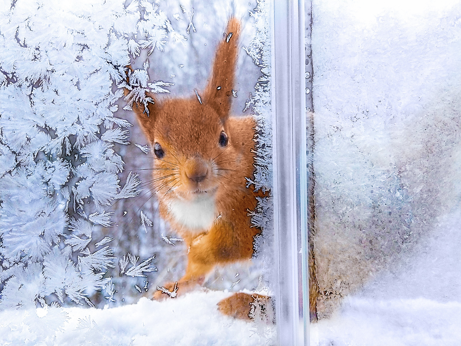 Белка стучит. Белка на окно. Белка заглядывает в окно. Белка в окне зима. Снежное утро.
