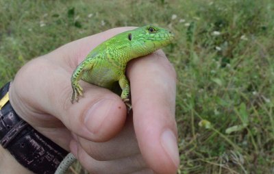 Браслет из кожи змеи своими руками