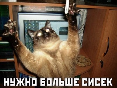 картинка ой всё с совой онлайн картинка ой всё с совой