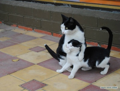 Иллюстрация к комментарию