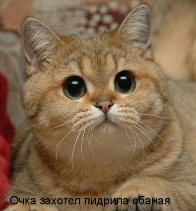На страже твоего сна. 14217066034945. На страже твоего сна фото. На страже твоего сна-14217066034945. картинка На страже твоего сна. картинка 14217066034945. Один и тот же день у каждого проходит по-разному. Кто-то все время провел на работе, другие отдыхали в честно заслуженный выходной, третьи хлопотали по дому. В любом случае желание в конце дня для всех одинаковое: расслабиться и лечь спать. Почему бы не порадовать родных с помощью пожелания спокойной ночи? Всего несколько приятных слов способны снять напряжение после сложного трудового дня, поднять настроение и избавить от негативных эмоций.