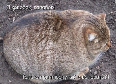 какие глаза у колобка. Смотреть фото какие глаза у колобка. Смотреть картинку какие глаза у колобка. Картинка про какие глаза у колобка. Фото какие глаза у колобка