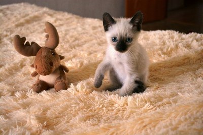 Чем кормить коршуна в домашних условиях. Смотреть фото Чем кормить коршуна в домашних условиях. Смотреть картинку Чем кормить коршуна в домашних условиях. Картинка про Чем кормить коршуна в домашних условиях. Фото Чем кормить коршуна в домашних условиях