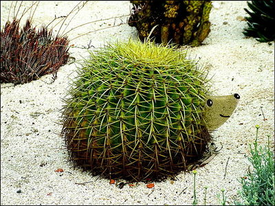 1450172668182674984 Мочу ежей используют как краситель