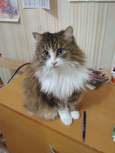 Иллюстрация к комментарию