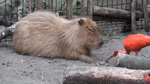 Кто такой otter животное. Смотреть фото Кто такой otter животное. Смотреть картинку Кто такой otter животное. Картинка про Кто такой otter животное. Фото Кто такой otter животное
