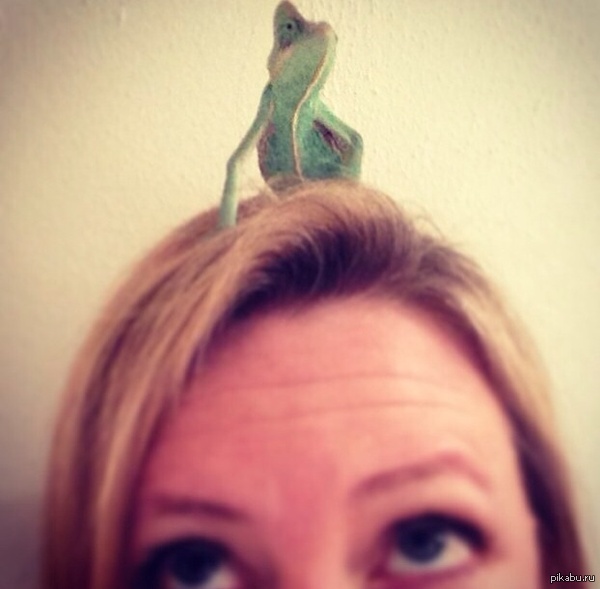 Хамелеон | Пикабу