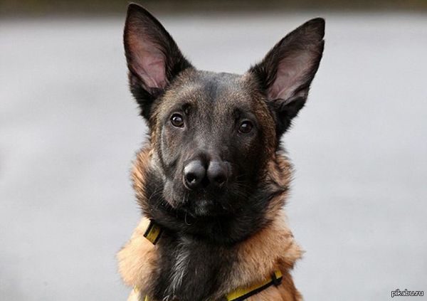 Такой необычный, но замечательный пёс сидит в приюте в Шотландии (осторожно).Несколько фото в комментариях.