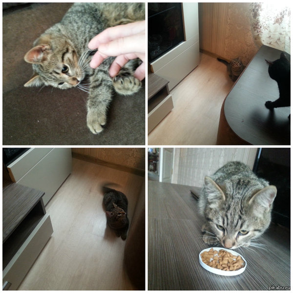 Возможно кто-то ищет себе мохнатого друга. Оставить себе, к сожалению, не могу - мой первый котёнок этого боится :)