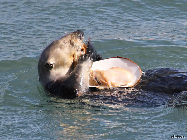 sea ??otter eats a mollusc - Callans, Clam