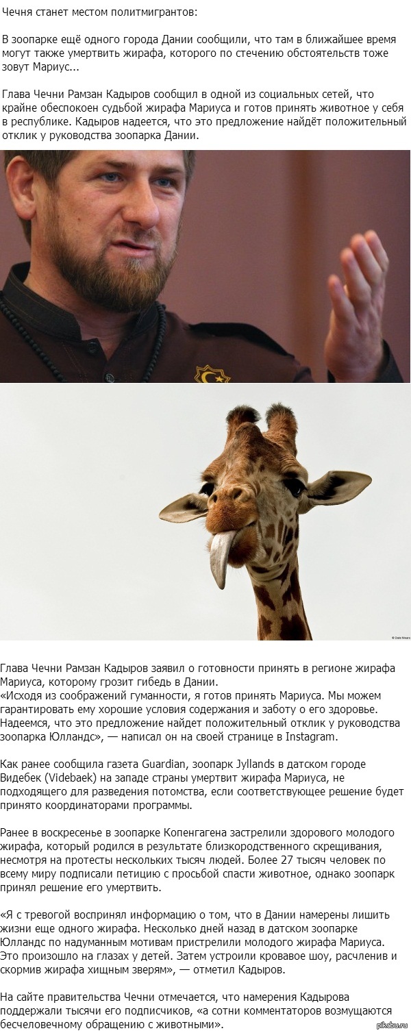 Датские жирафы под прицелом: ещё одно животное могут убить в зоопарке в ближайшее..