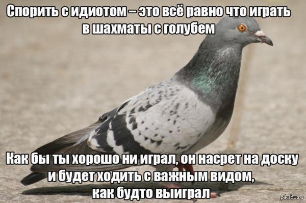 Голуби садятся на человека. Голубь и шахматы. Игра в шахматы с голубем. Спорить с голубем. Спорить с голубем в шахматы.