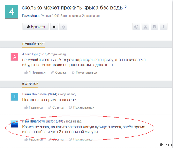 Решил узнать,сколько крыса проживёт без воды.