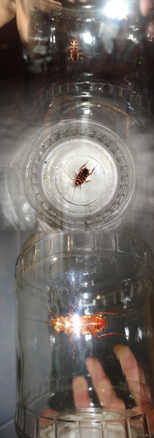 Усатый, полосатый!