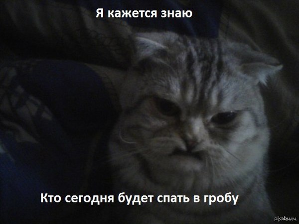 Мой кот уголовник!